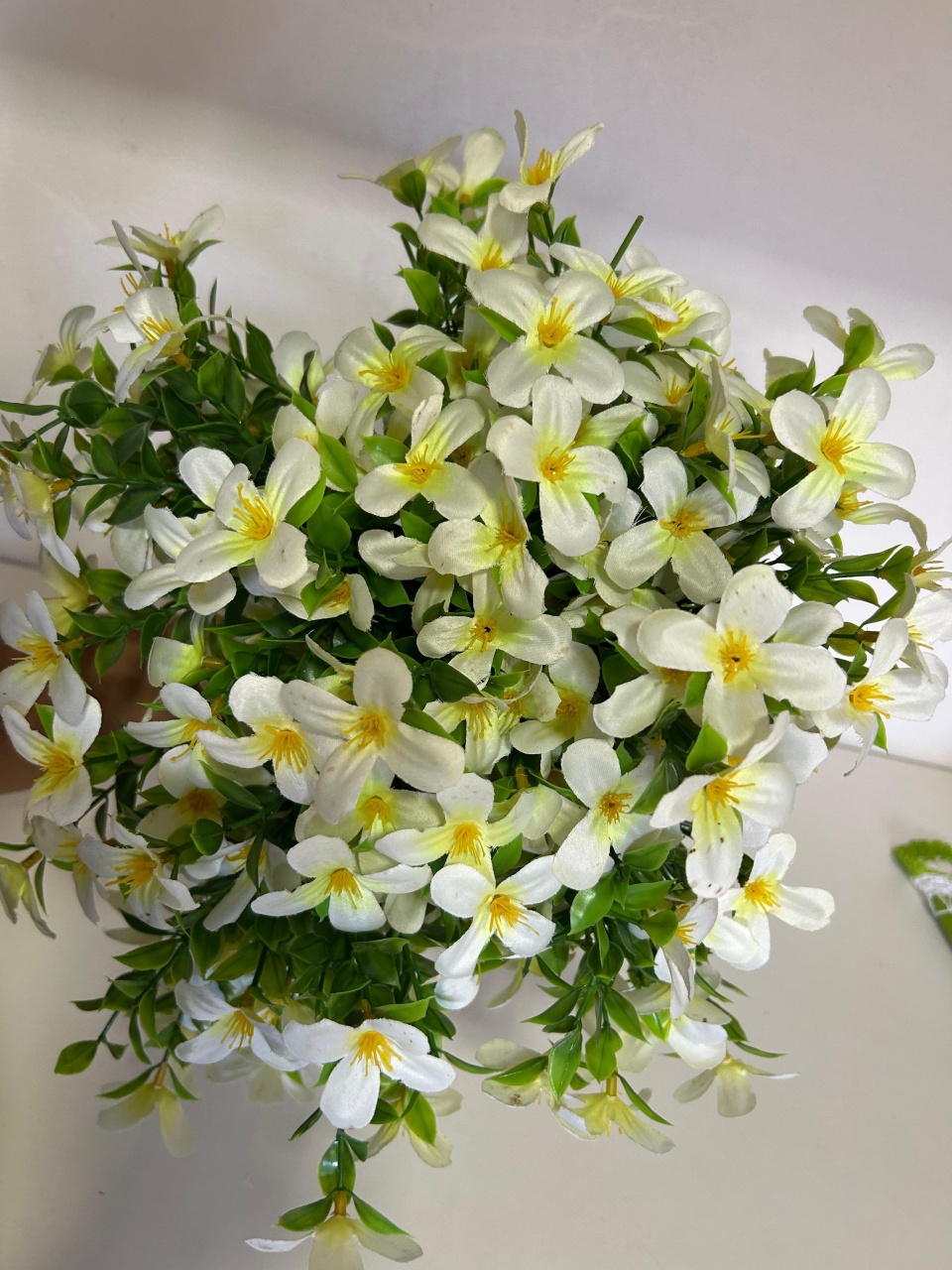 Flor Amarela E Branca - Pegue e monte Peixoto de Azevedo