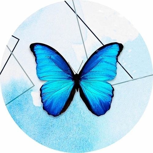 Borboleta Azul  - MINI FEST