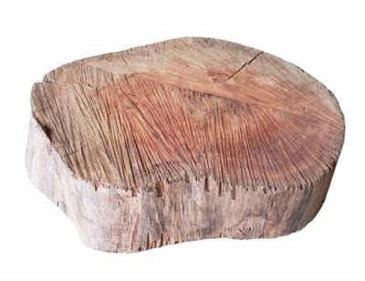 Bolacha de Tronco de Arvore M - DecorFest