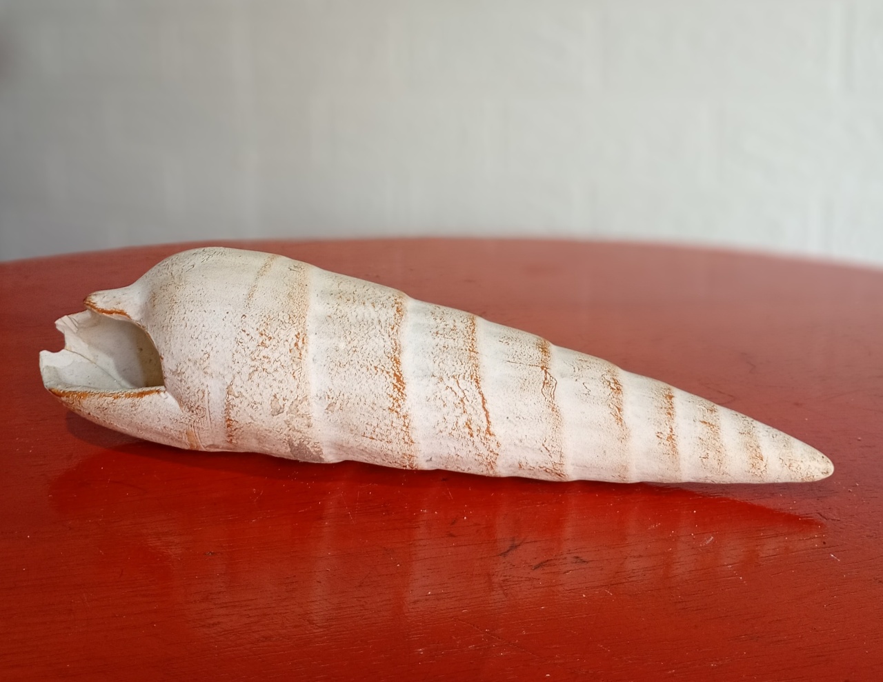 Concha Bege - Fulô Decor 