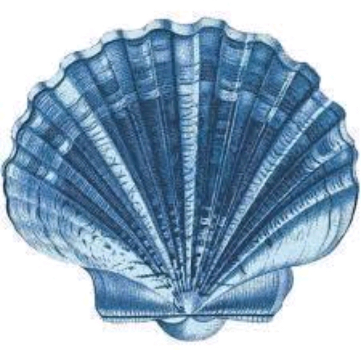 Display de Chão Concha Azul 50Cm - Decorart Pegue e monte e Decoração completa