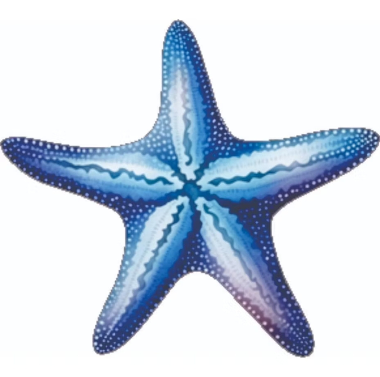 Display de Chão Estrela Do Mar Azul 50Cm - Decorart Pegue e monte e Decoração completa