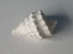 Concha Branca - imagem 1