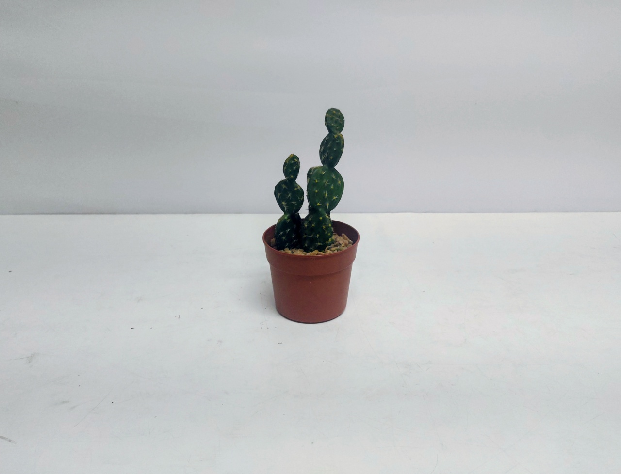 Cacto Orelha de Coelho  - BB Festas Aluguel 