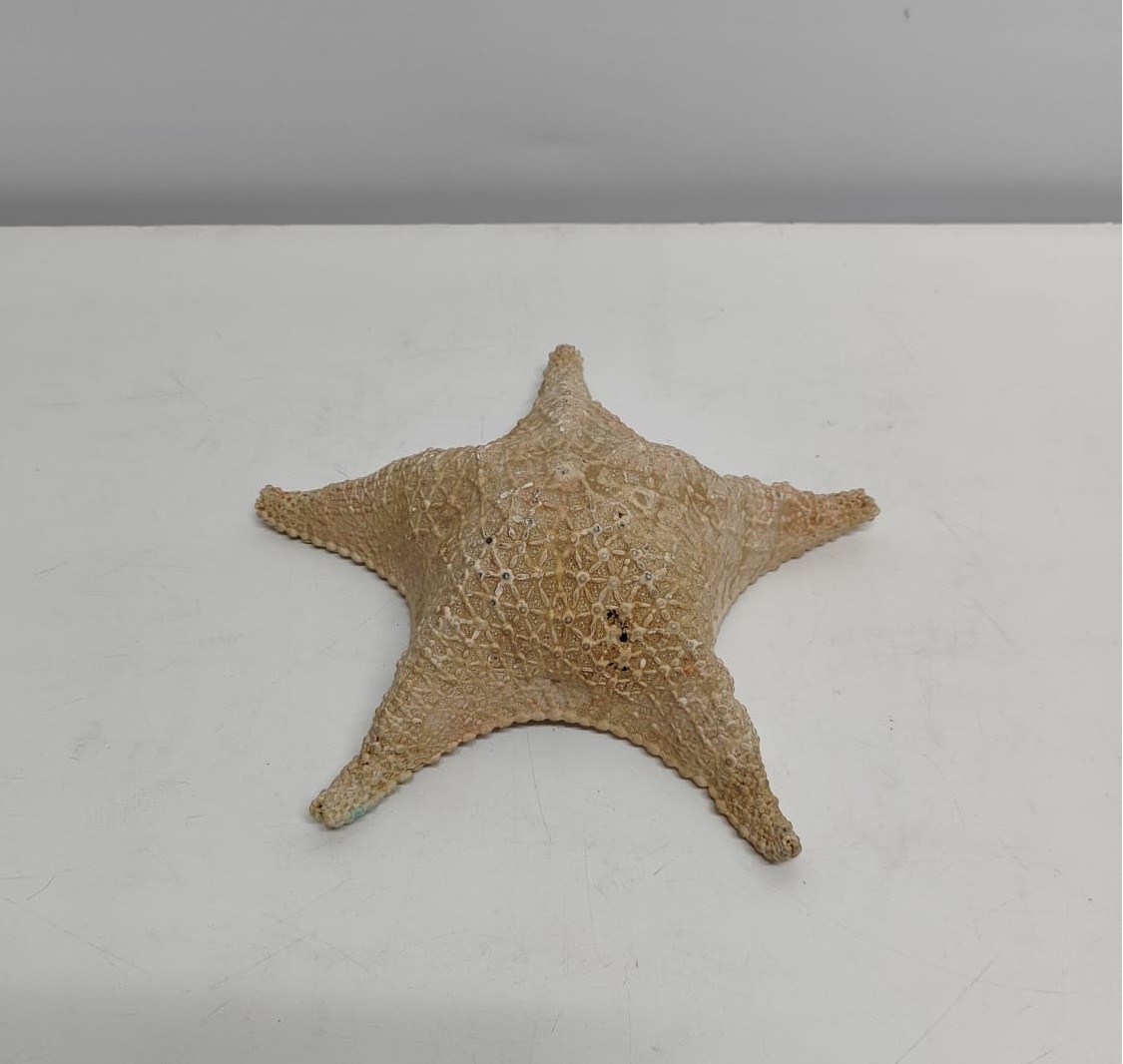 Estrela Do Mar Decorativa  - BB Festas Aluguel 