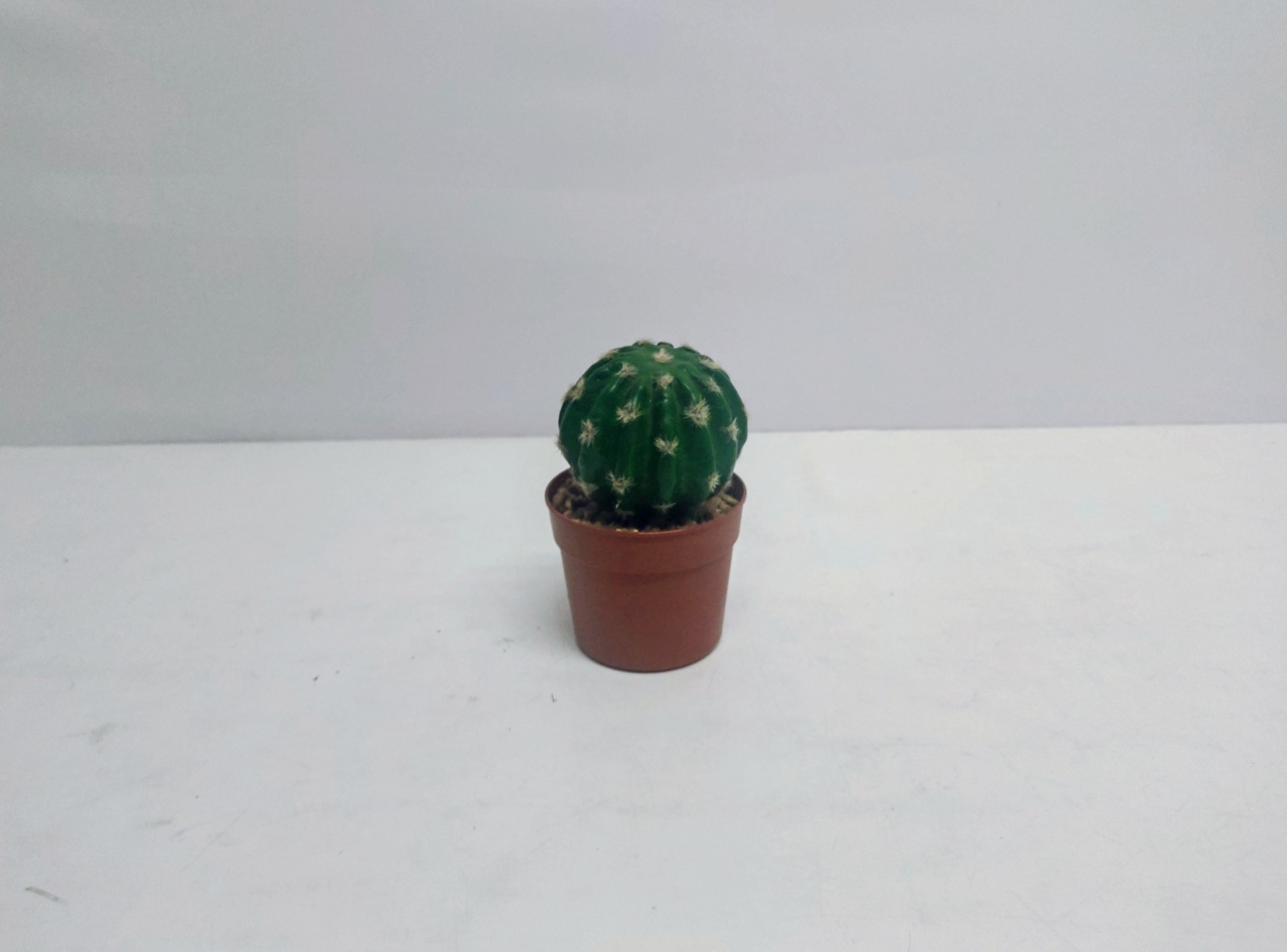 Planta Cacto Dominó - BB Festas Aluguel 