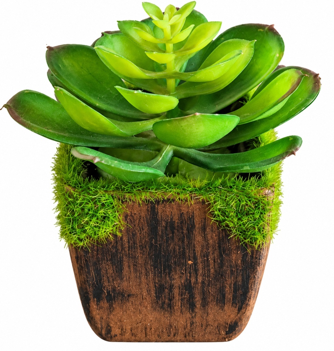 Vaso P + Suculenta P - lucia mendonça decoraçoes