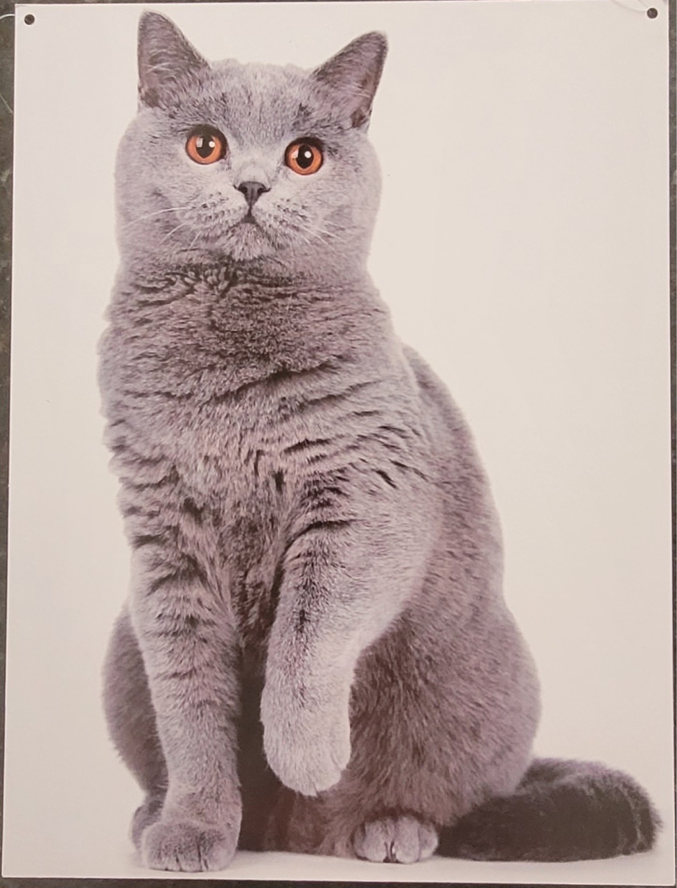 Gato G - lucia mendonça decoraçoes