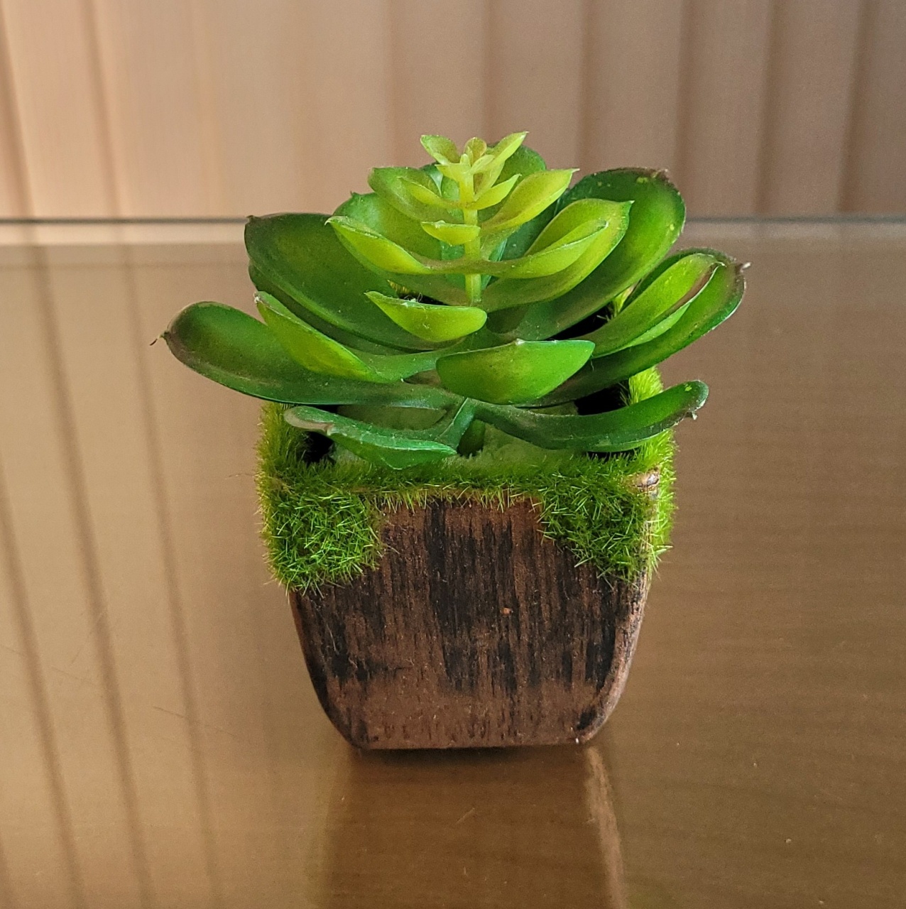 Vaso P + Suculenta P - lucia mendonça decoraçoes