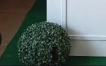 Planta Buxinho Artificial G - imagem 2
