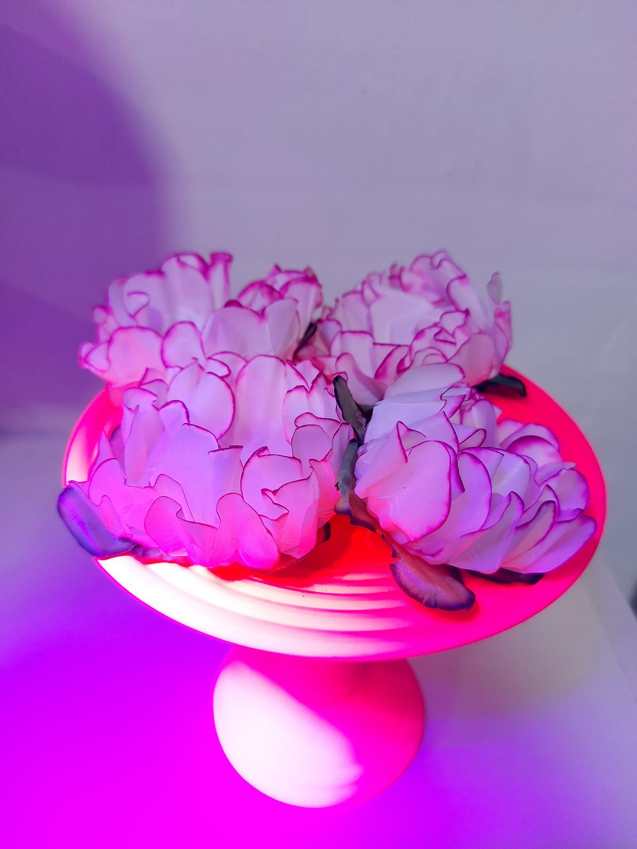 Boleira Romana P Alta Rosa Néon - Pegue e Dekore