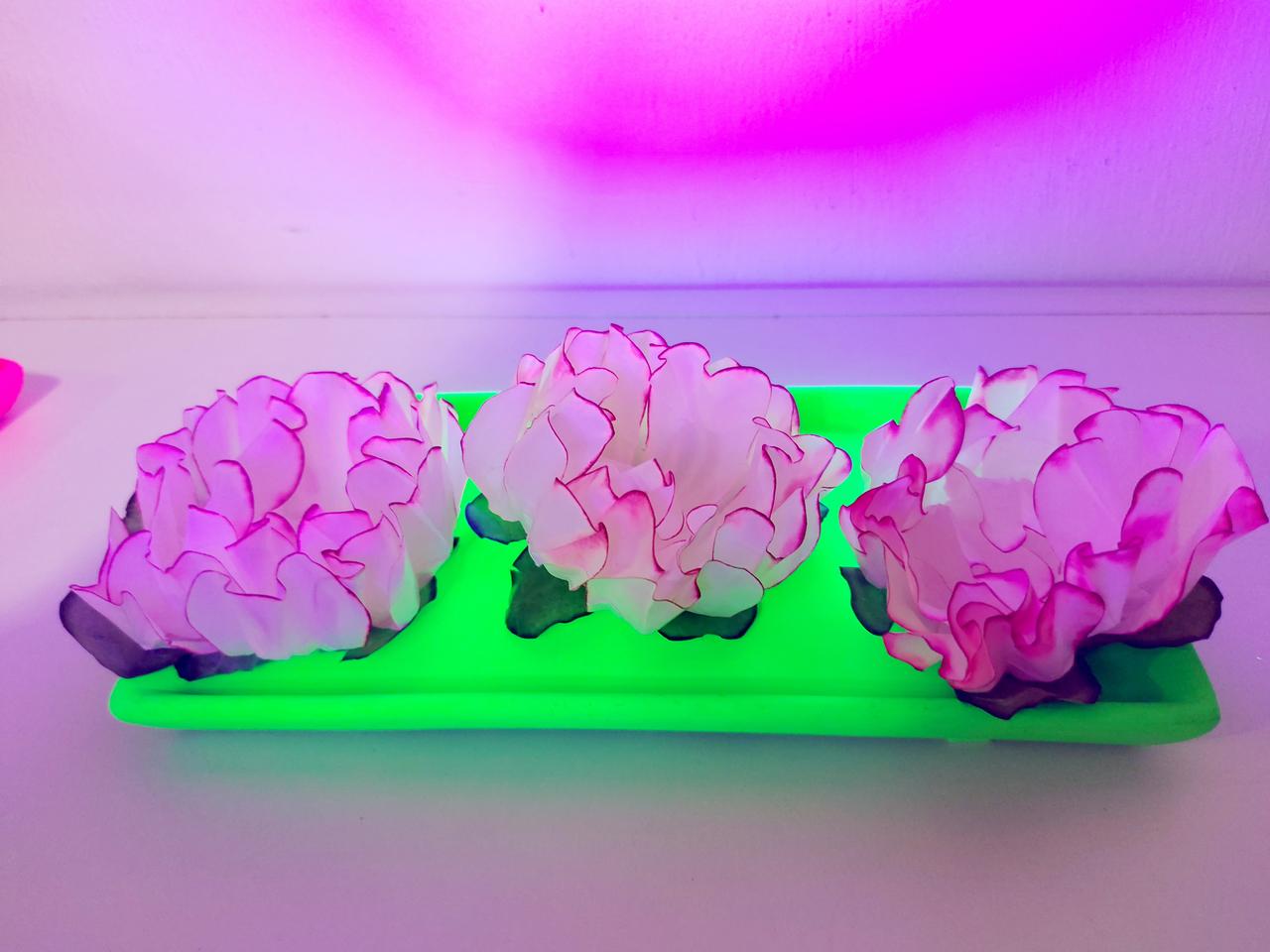 Travessa Lisa Sem Pé Verde Neon - Pegue e Dekore