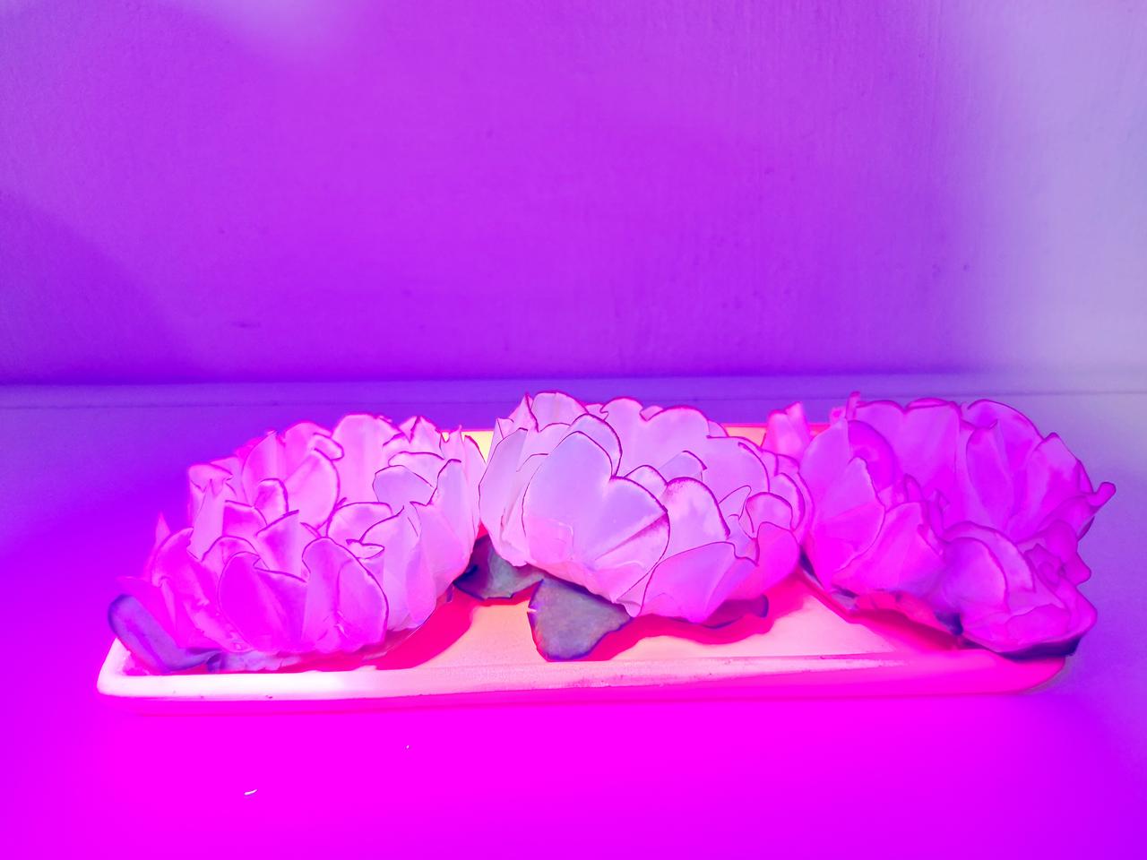 Travessa Lisa Sem Pé Rosa Neon - Pegue e Dekore