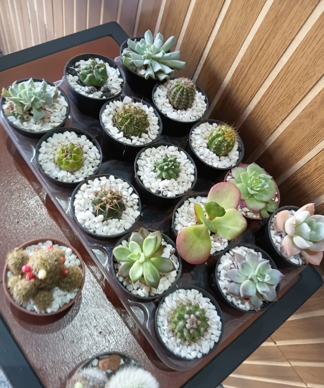 Mini Suculenta Natural - EGL Locações Ltda