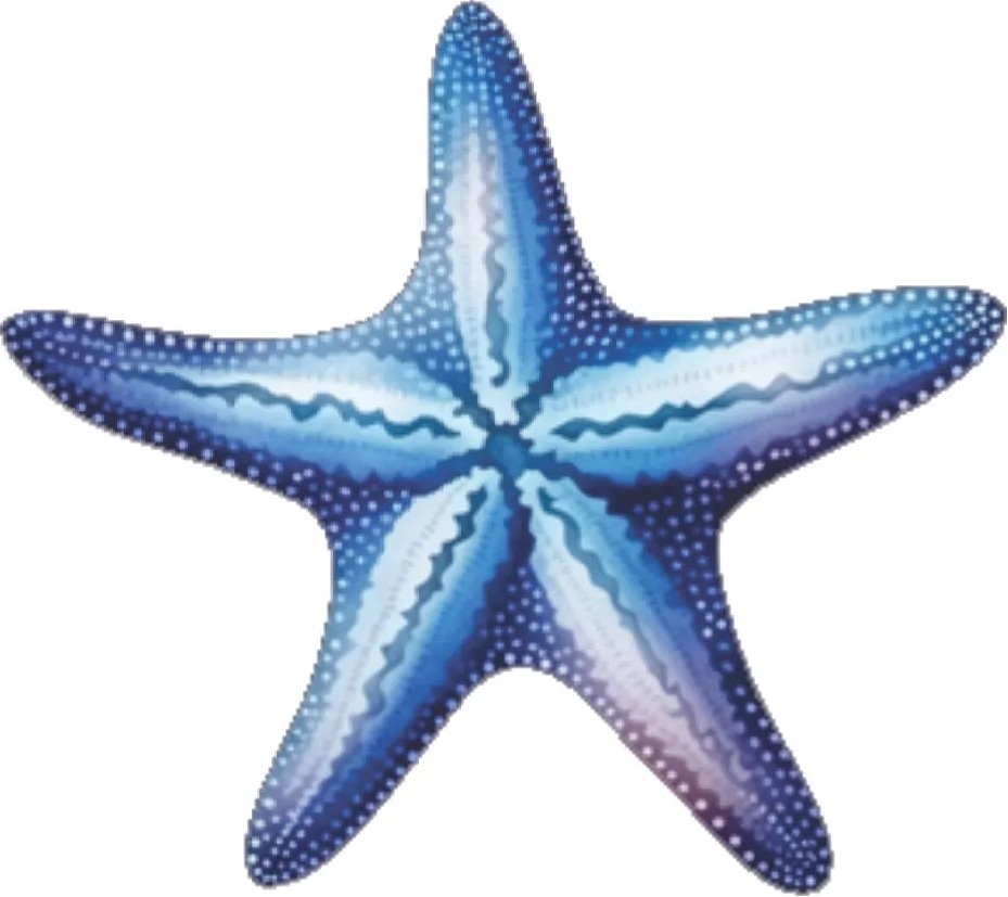 Toter Estrela Do Mar - FABY FESTAS 