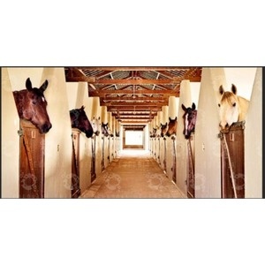 Painel Haras - Girafa Festas