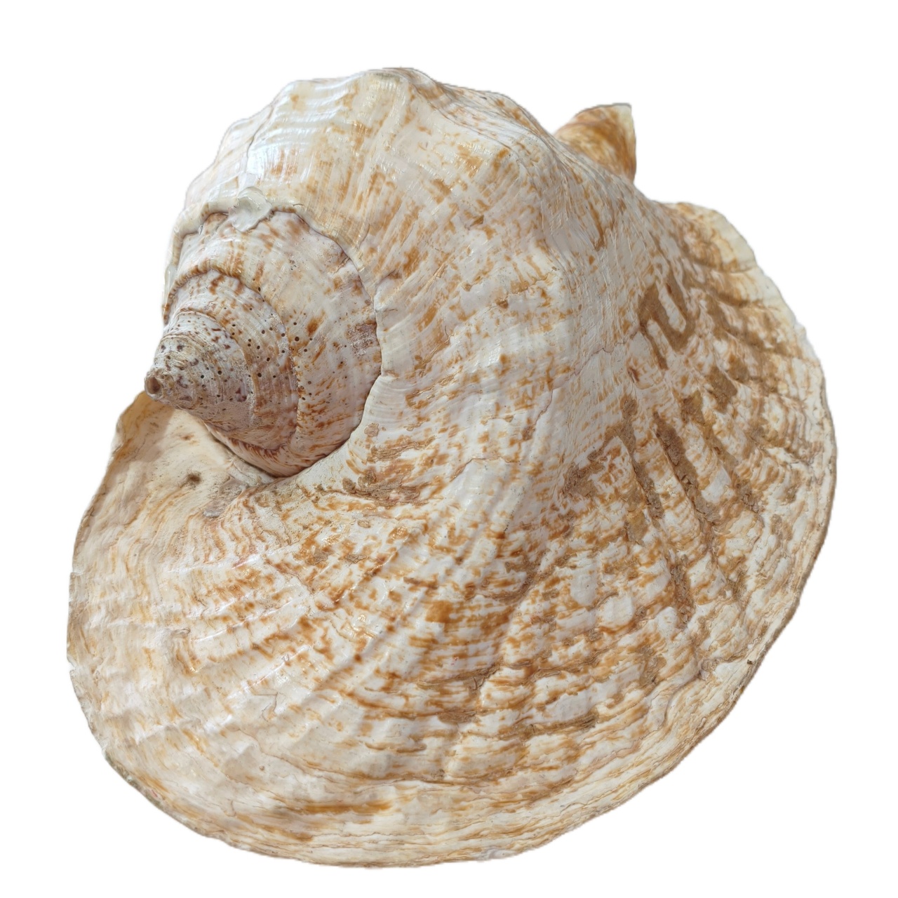 Conchas Naturais Gg - Jardim de Sonhos