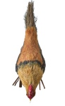 Galinha Realista Modelo 2 - imagem 3