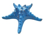 Estrela Do Mar Azul G - imagem 2
