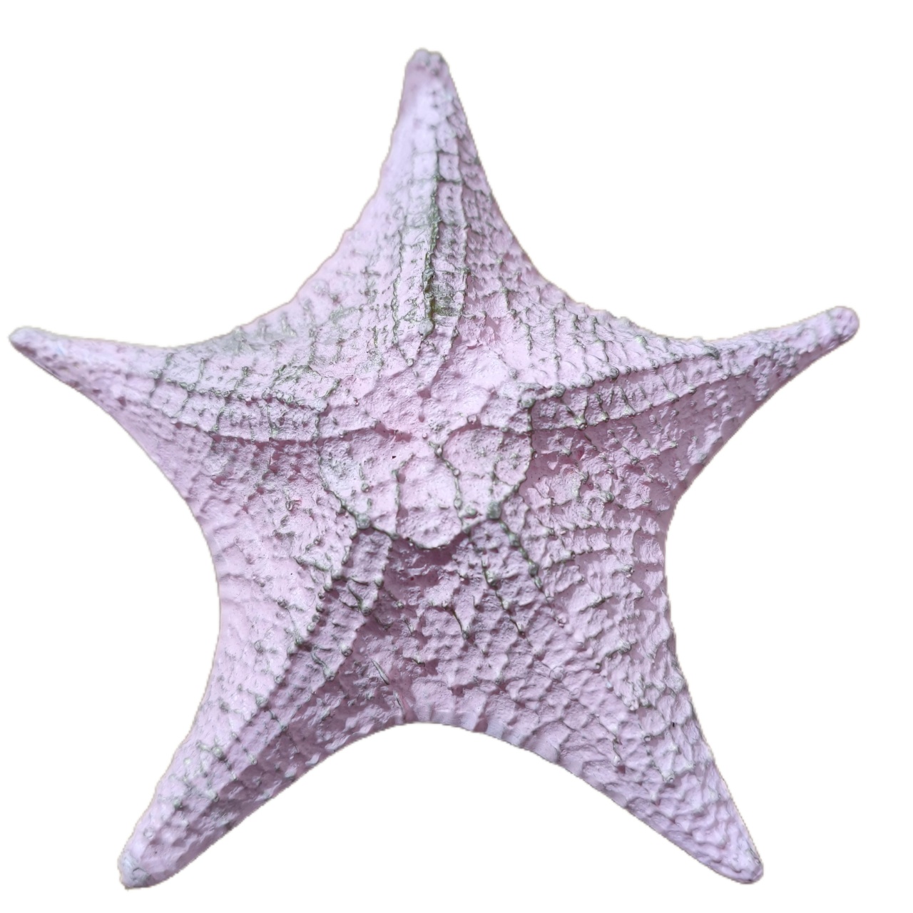 Estrela Do Mar Rosa M - Jardim de Sonhos