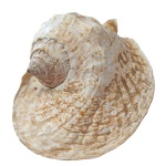 Conchas Naturais Gg - imagem 1