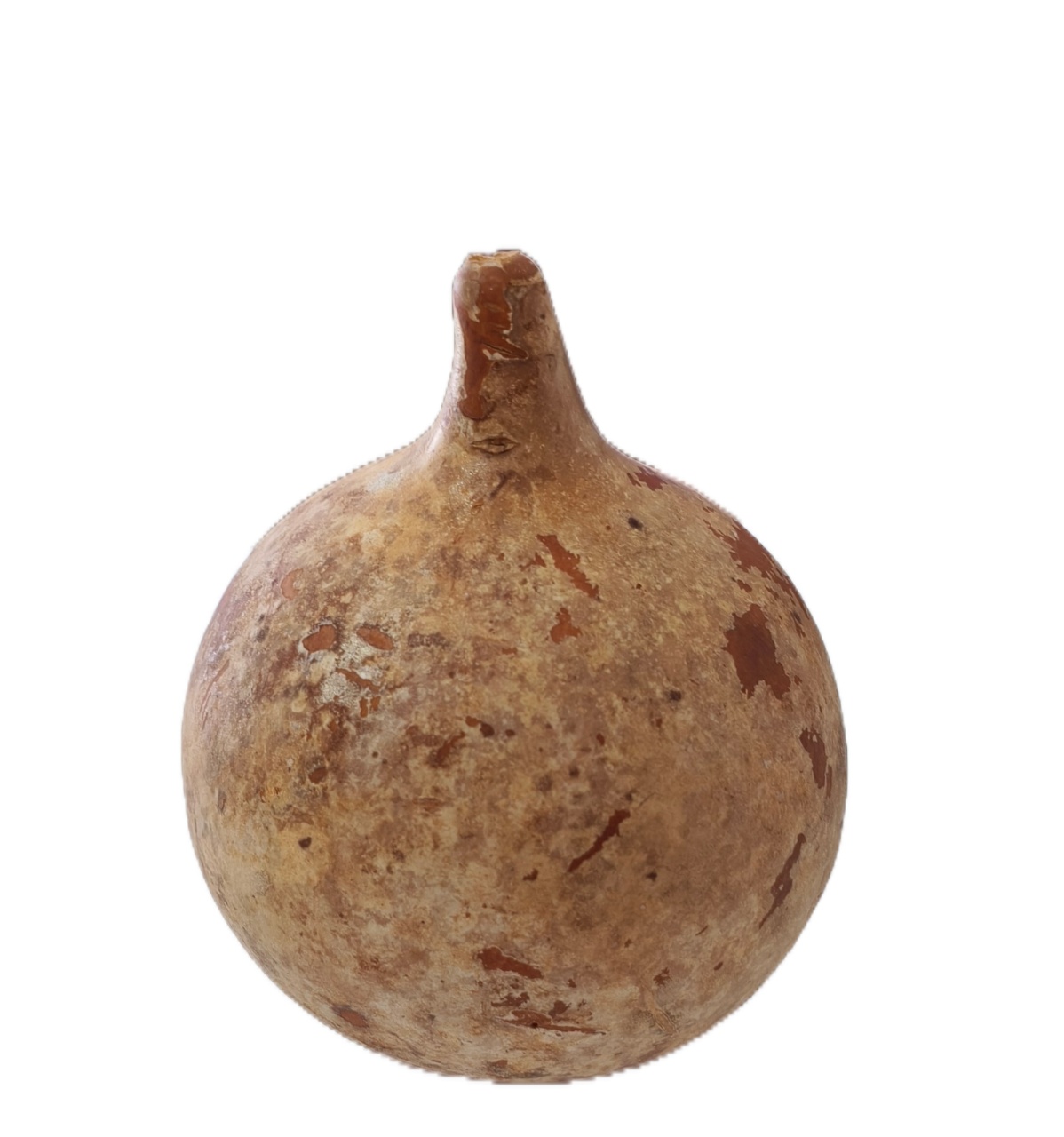 Carapaça Decorativa G - Jardim de Sonhos