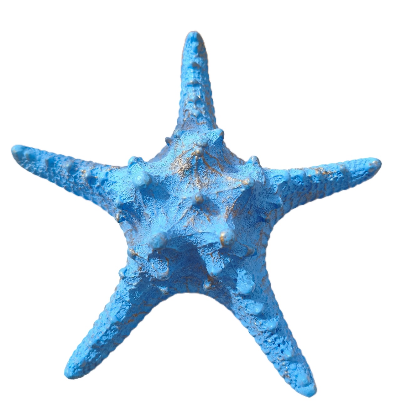 Estrela Do Mar Azul G - Jardim de Sonhos