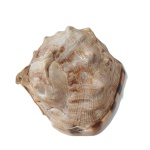 Conchas Naturais Gg - imagem 4