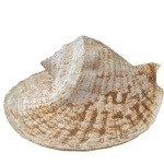 Conchas Naturais Gg - imagem 2