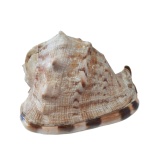 Conchas Naturais Gg - imagem 3