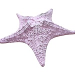 Estrela Do Mar Rosa M - imagem 2