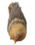 Galinha Realista Modelo 1 - imagem 3