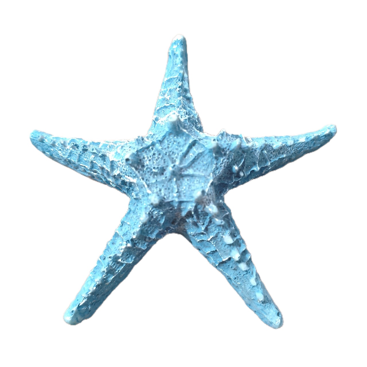Estrela Do Mar Azul P - Jardim de Sonhos