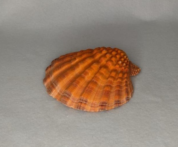 Concha Natural Laranja - LÊ FESTAS LOCAÇÃO DE 