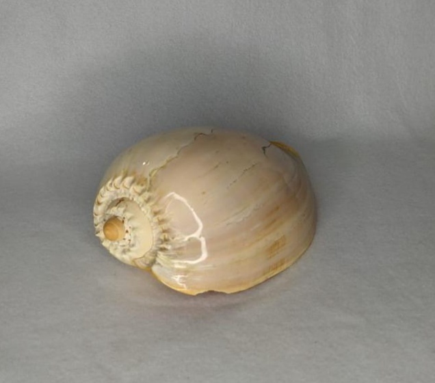 Concha Natural Bege Com Marrom M - LÊ FESTAS LOCAÇÃO DE 