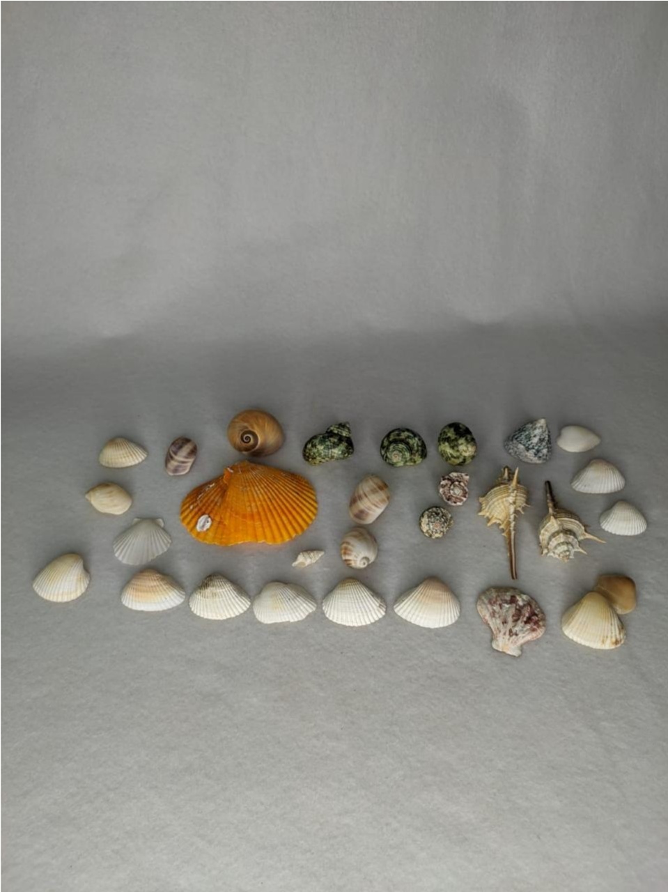 Kit Conchas Naturais 25 Pcs - LÊ FESTAS LOCAÇÃO DE 