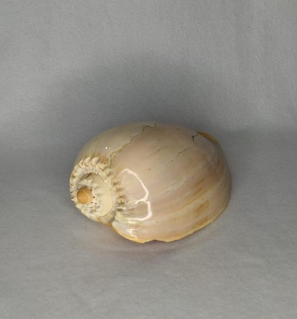 Concha Natural Bege Com Marrom G - LÊ FESTAS LOCAÇÃO DE 