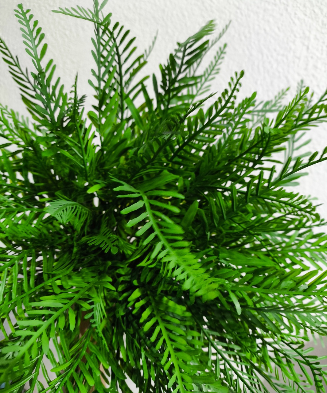 Arranjo de Flor Mini Samambaia  - Baloesfeitosdesonhos 