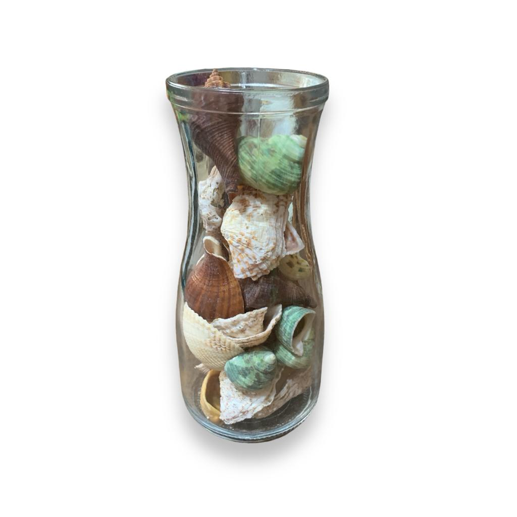 Vaso Com Conchas - Transparente - i9festas