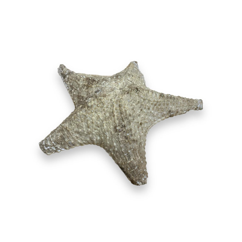 Estrela Do Mar Verdadeira - Natural - i9festas