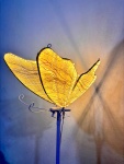 Borboleta de Led (60Cm) - imagem 1