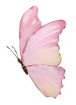 Borboleta 1 - imagem 1