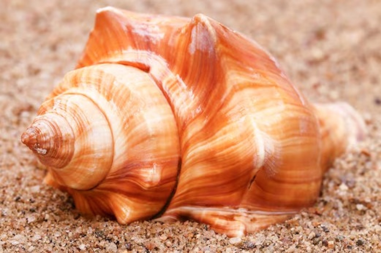 Caracol Praia (Locação) - Beca Decorações