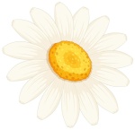 Margarida  - imagem 1