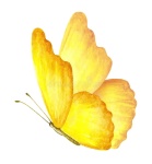 Borboleta 8 - imagem 1