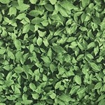 Muro Inglês Tecido Folhas de Ficus (Locação) - imagem 2