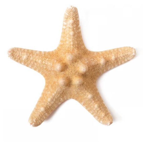 Estrela Do Mar Bege - Beca Decorações