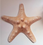 Estrela Do Mar Bege - imagem 2