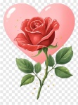 Rosa Dentro Do Coração  - imagem 1