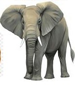 Display Elefante Realista (Gg) (Locação) - Beca Decorações